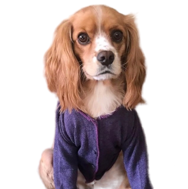 Balım The Dog
